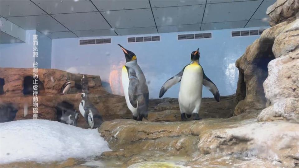 這個水族館被動保團體盯上  設計不良？魟魚背出血、海豹池狹小