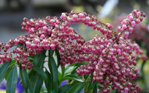  Pieris japonica 'Valley Valentine' - Credit: Philippa Gibson