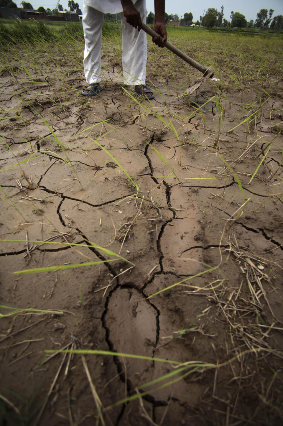 An Indian farmer works on a dry, cracked paddy field in Ranbir Singh Pura 34 kilometers (21 miles) from Jammu, India, Friday, Aug. 3, 2012. India's Meteorological Department says it expects the country to get at least 10 percent less rain this June-to-September monsoon season. The shortfall also is expected to swell electricity demand in a power-starved nation as farmers turn to irrigation pumps to keep their fields watered. (AP Photo/Channi Anand)