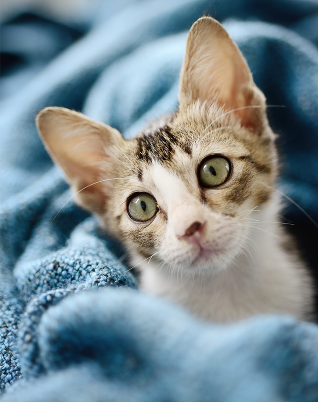 10 Small Cat Breeds That Look Like Cuddly Kittens Forever