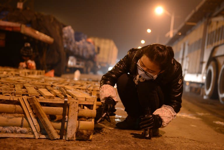 Volunteers feed caged cats on January 15, 2013 after about 600 of the animals stuffed into wooden crates and destined for dinner plates in southern China were rescued by animal protection volunteers after a truck crash. Volunteers hauled the felines from the lorry on Monday after the accident in the central city of Changsha, said Xu Chenxin of the Changsha Small Animal Protection Association