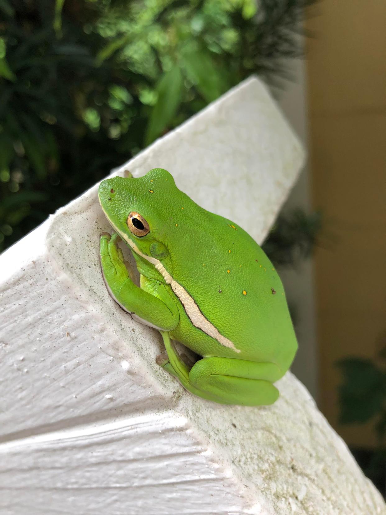 Green treefrogs (Hyla cinerea) are often found climbing up windows or wedged into door jams.