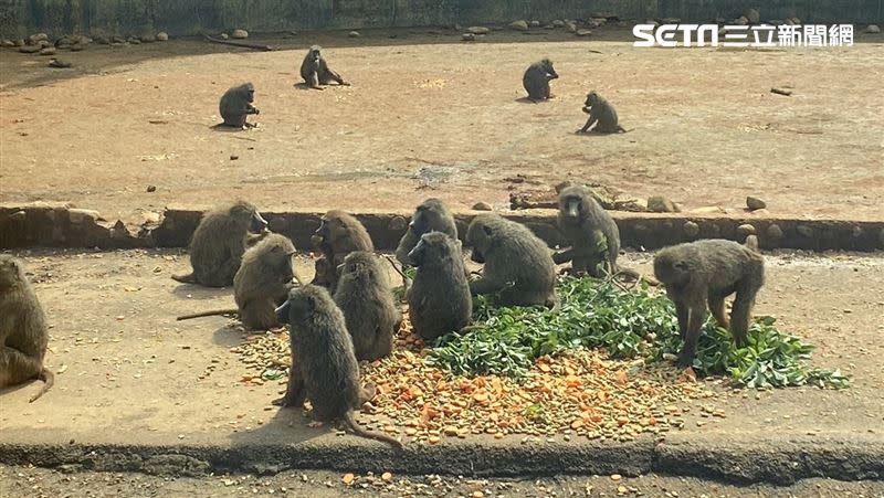 經歷狒狒逃脫事件，林務局擬修動保法提高飼主罰金。（圖／記者羅欣怡攝影）