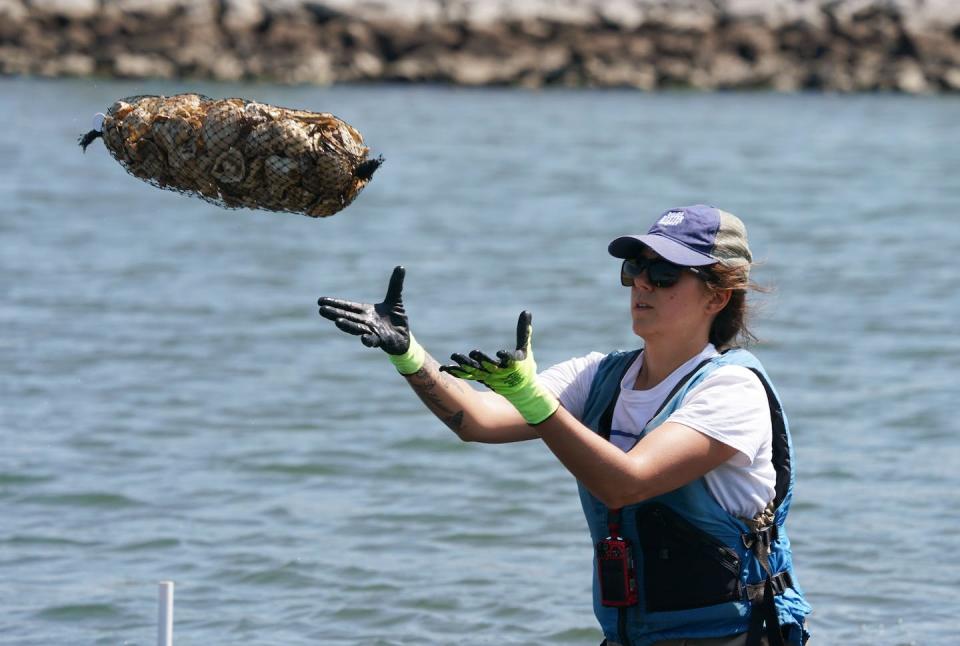 Biologists and volunteers in Brooklyn, New York, plant an oyster reef to clean a local waterway. <a href="https://www.gettyimages.com/detail/news-photo/workers-with-the-billion-oyster-project-place-oysters-in-news-photo/1039728216?adppopup=true" rel="nofollow noopener" target="_blank" data-ylk="slk:Don Emmert/AFP via Getty Images;elm:context_link;itc:0;sec:content-canvas" class="link ">Don Emmert/AFP via Getty Images</a>