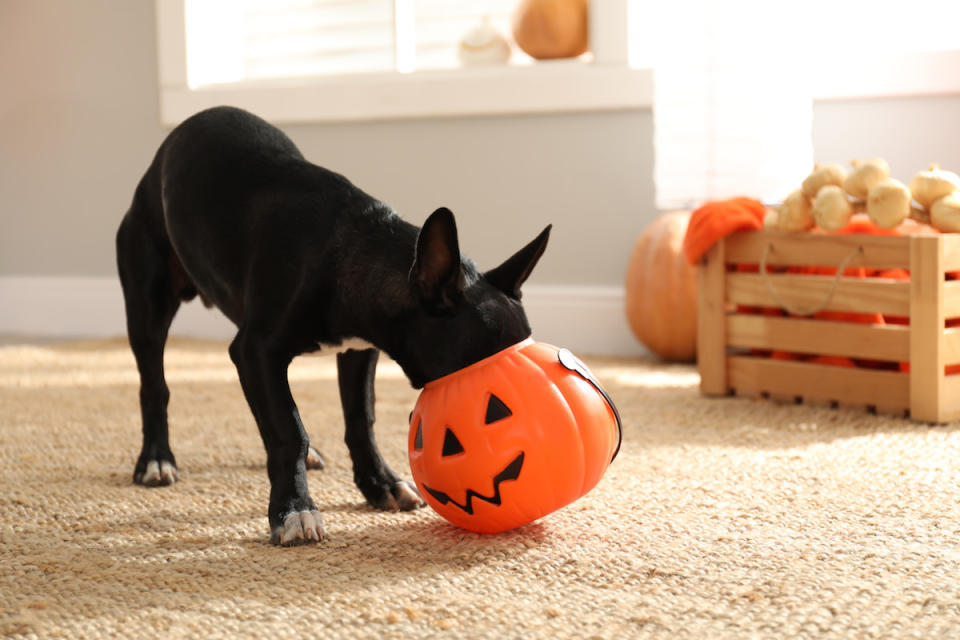 Keep your pup away from the Halloween candy. <p>New Africa/Shutterstock</p>