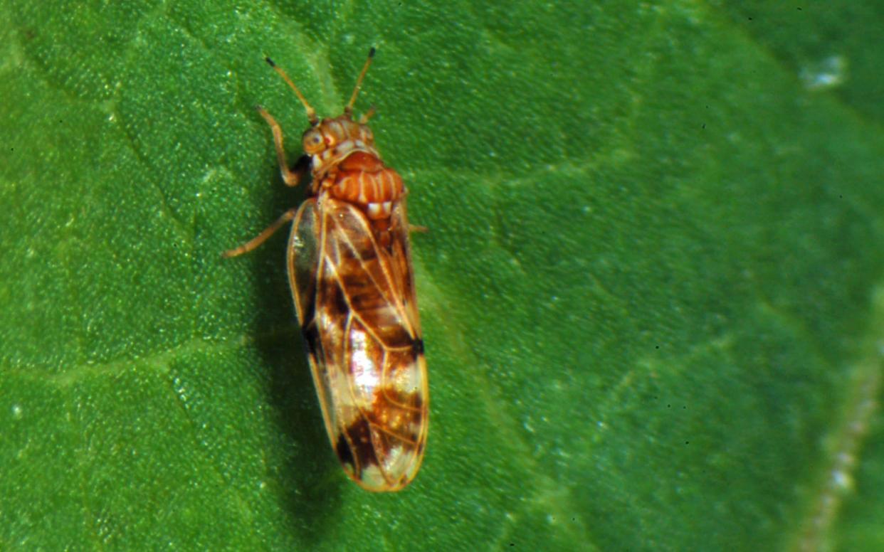 Psyllids have been release to fight knotweed - DEFRA/PA Wire