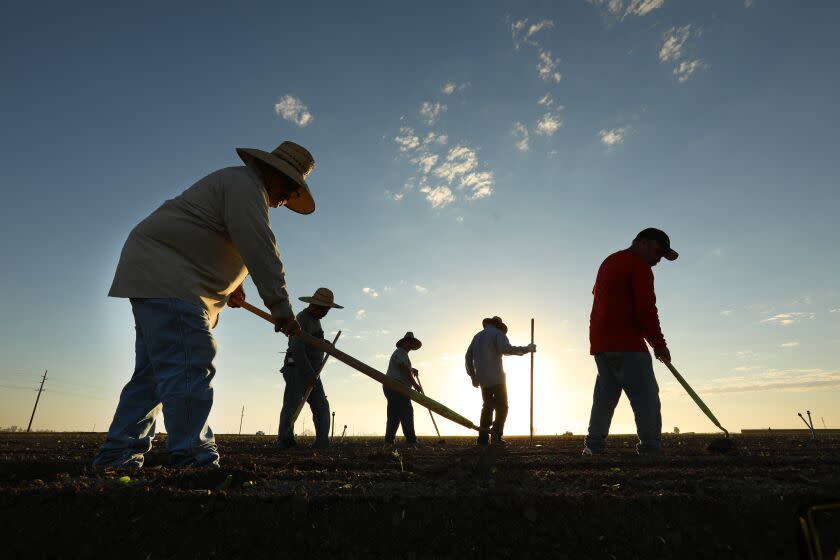 Farmers workers silhouetted against a low sun among weed rows of Romaine lettuce.