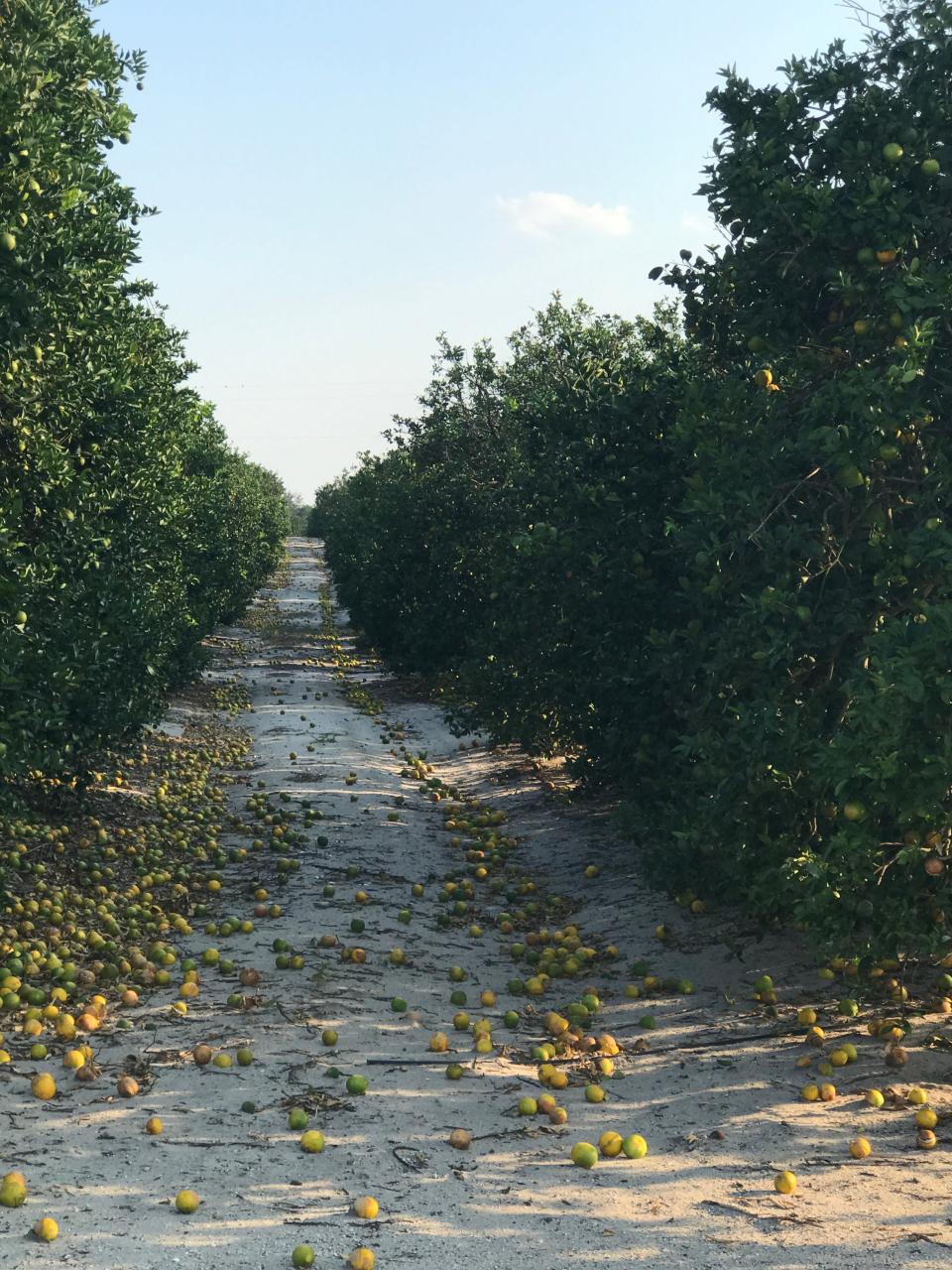 Oranges in a Florida grove that were blown off trees after Hurricane Ian in October 2022. The state's citrus crop was significantly damaged by the hurricane and subsequent flooding.