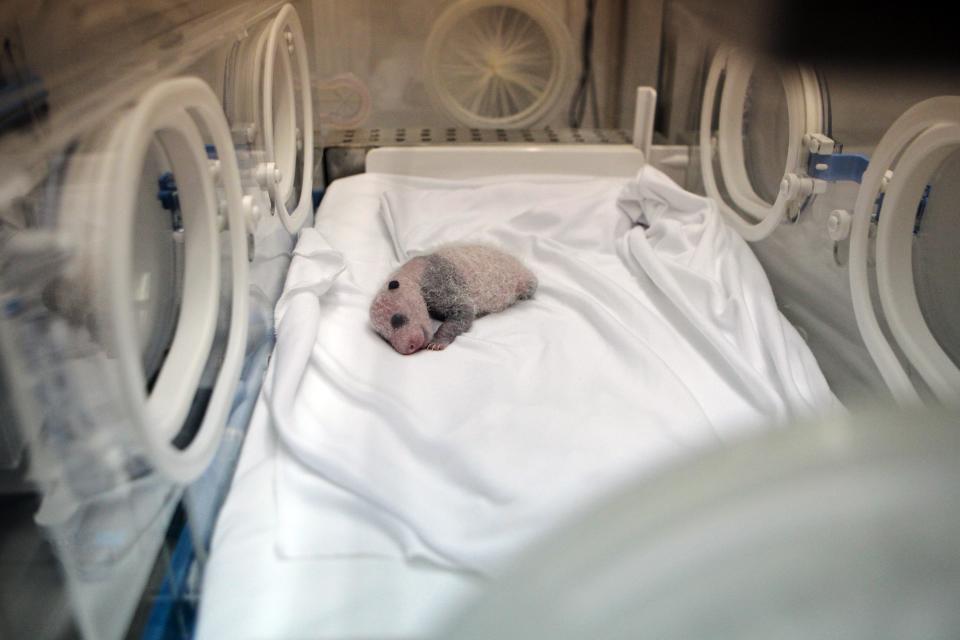 A newborn giant panda cub, one of the triplets which were born to giant panda Juxiao (not pictured), is seen inside an incubator at the Chimelong Safari Park in Guangzhou, Guangdong province August 12, 2014. (REUTERS/Alex Lee)