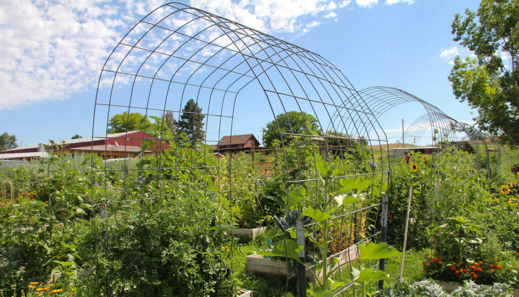 community garden plot grows at Peaceful Belly Farm in Caldwell, Idaho,