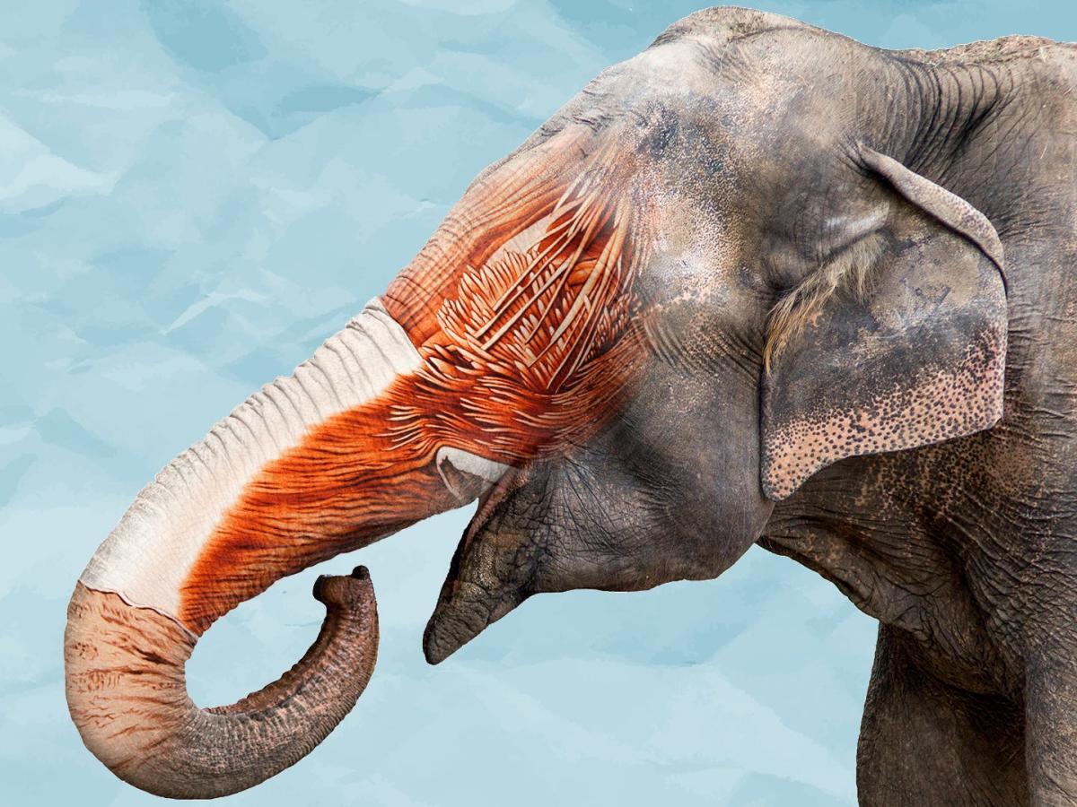 The elephant's trunk and its uses have baffled scientists and public alike