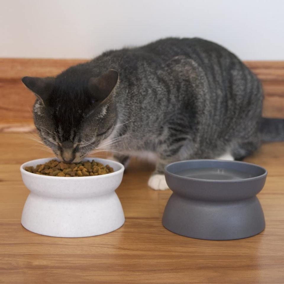 Cat eating from a Kitty City Cat Bowl