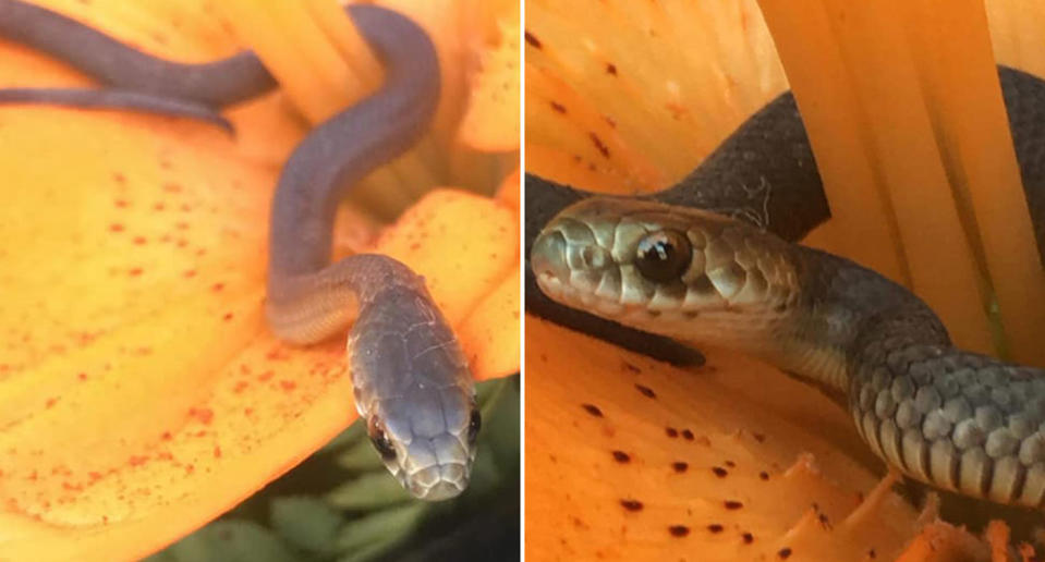 Snake catcher Barry Goldsmith said he’s not sure how it got in there. Source: Facebook/ Snake Catcher Victoria Australia