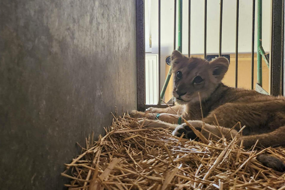 In this photo provided by the Palic Zoo, a months-old lion cub was taken after it was found wandering on a local road, in Palic, Serbia, Thursday, Sept. 21, 2023. A months-old lion cub was taken to a zoo in northern Serbia on Thursday after it was seen wandering on a local road, officials and media said. The female cub, found on the outskirts of Subotica, a town near the border with Hungary, was malnourished and weak, said Sonja Mandic, from the Palic Zoo. (Palic Zoo via AP)