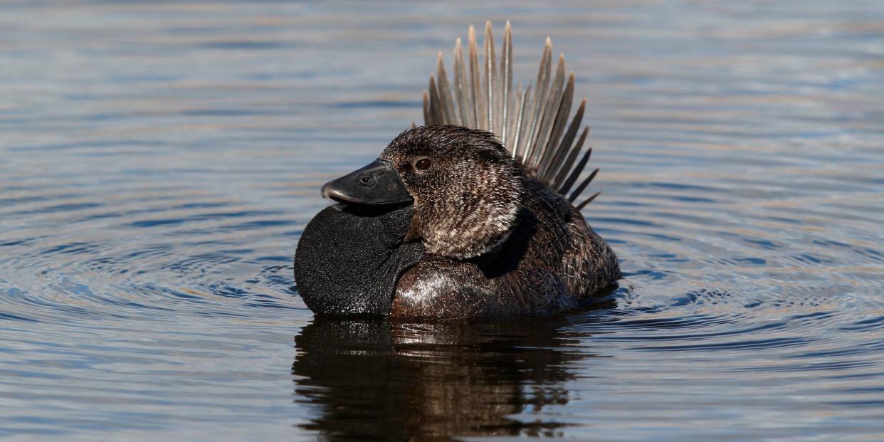 A male musk duck swimming in Bunbury, Western Australia.