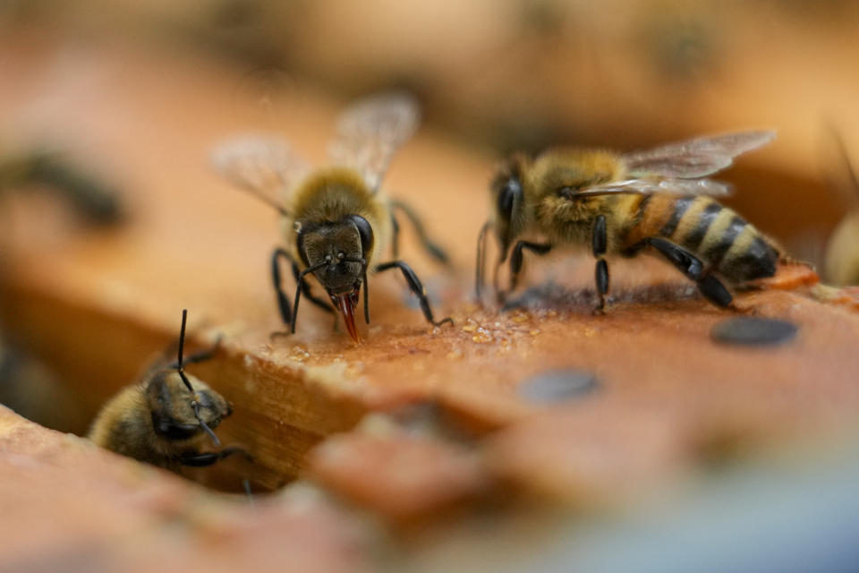 Una colonia de abejas en una colmena del patio de Nathalie Steinhauer, investigadora de abejas de la Universidad de Maryland, el miércoles 21 de junio de 2023, en College Park, Maryland. (AP Foto/Julio Cortez)