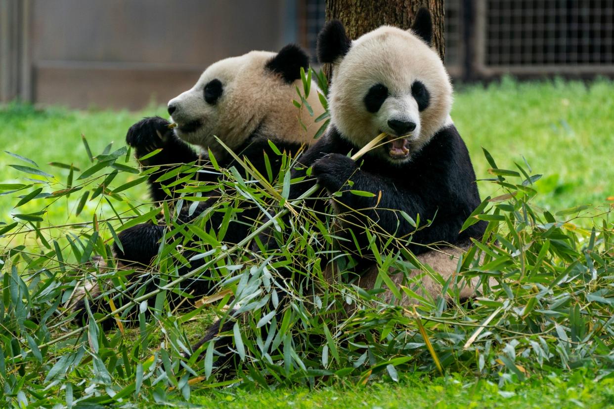 Giant pandas eat bamboo at the Smithsonian's National Zoo, Wednesday, May 4, 2022, in Washington.
