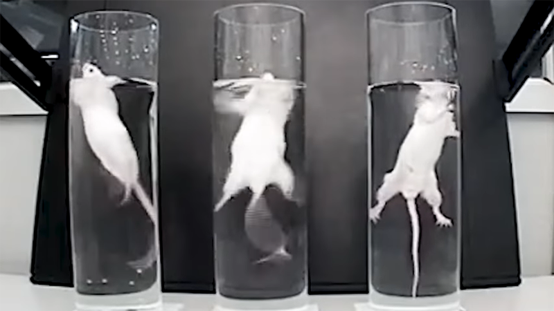 Screenshot of a video of mice in glass containers partially filled with water, as part of a forced-swimming test.