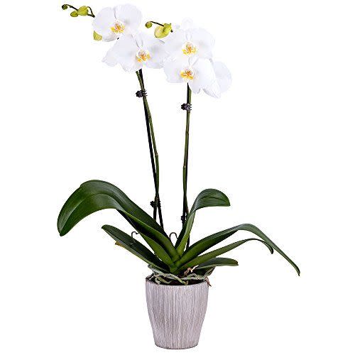 Living White Orchid Plant