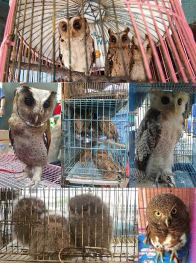 牛津大學學者拍下的印尼寵物市場，被販售的貓頭鷹狀況很差。（美聯社）