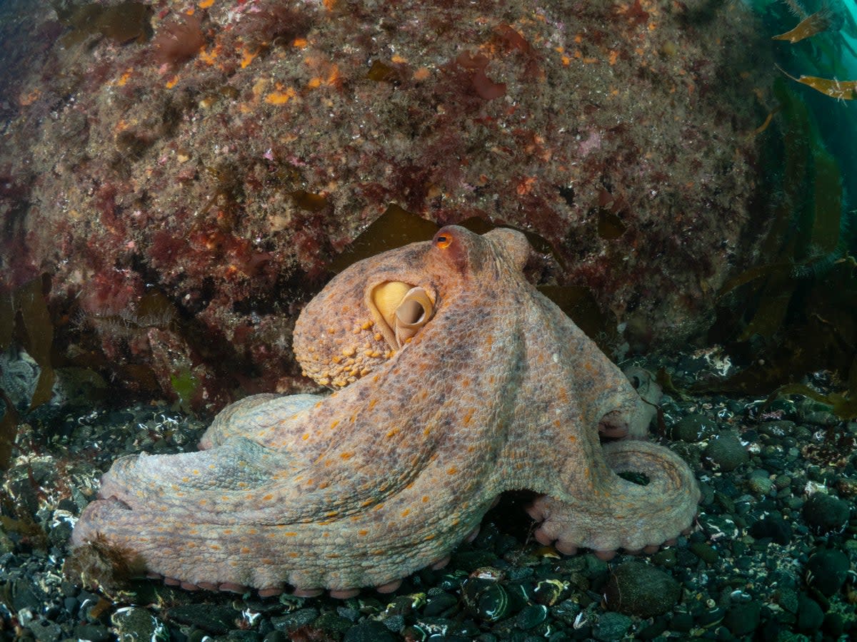 Common octopus seen on the Lizard Peninsula in June 2022 (Shannon Moran)