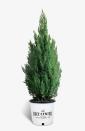 <p>These lovely trees are another evergreen that maintain their conical shape. Flank either side of your front door with them, set out in decorative pots. They’re a lovely blue-green color and can be planted in your garden in the spring.</p><p><a class="link " href="https://www.thetreecenter.com/blue-point-juniper/?gclid=CjwKCAjwy7CKBhBMEiwA0Eb7auhe3lonYy_3ZwYQ9rq3emPPlpGsnDPN_FleZZ5pRfNQqRCtu4GYWxoCCo8QAvD_BwE" rel="nofollow noopener" target="_blank" data-ylk="slk:SHOP NOW;elm:context_link;itc:0;sec:content-canvas">SHOP NOW</a></p>
