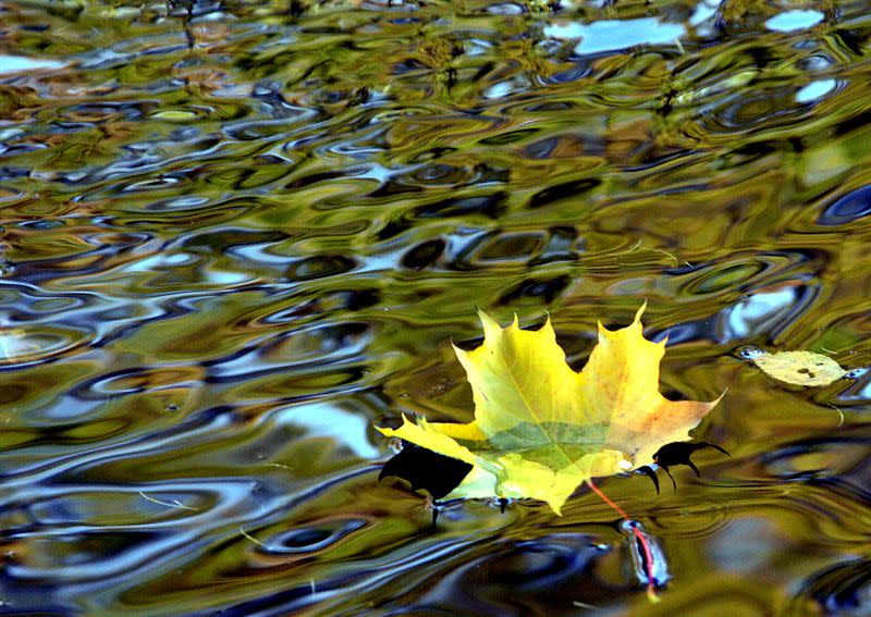 FILE PHOTO: A yellow leaf drifts in a pond in a park in St. Petersburg