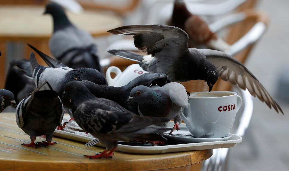 Pigeons sit on a table at a branch of Costa Coffee in the British overseas territory of Gibraltar, historically claimed by Spain, April 21, 2017. Picture taken April 21, 2017.  REUTERS/Phil Noble