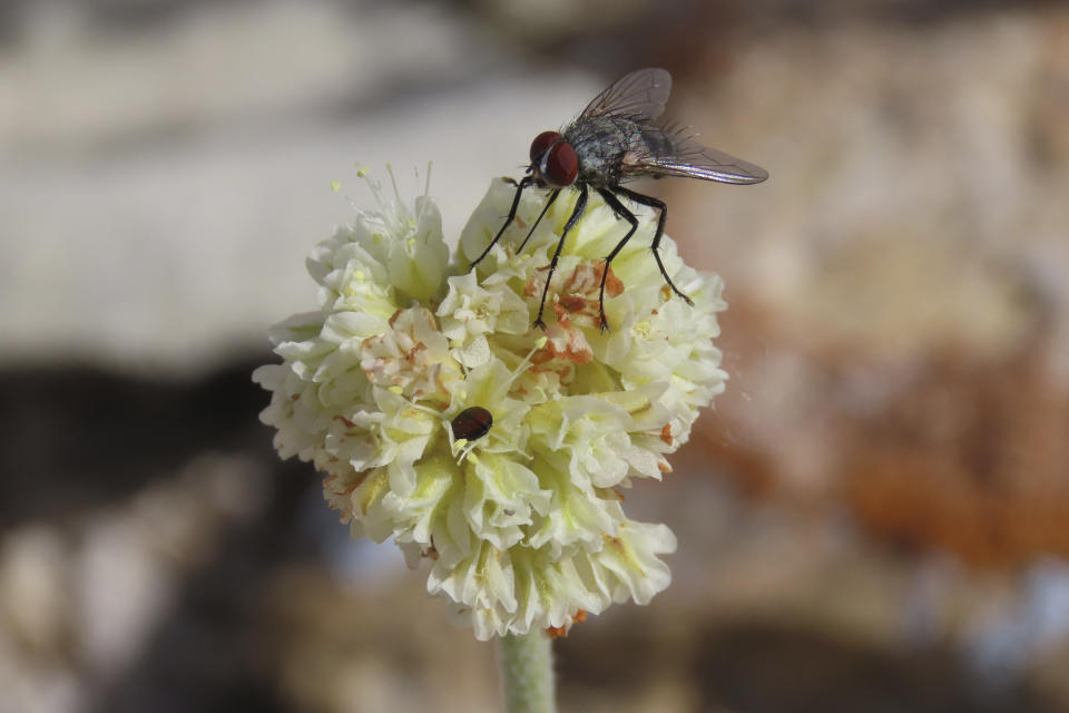 In this provided by Patrick Donnelly and the Center for Biological Diversity, a fly and a beetle rest on Tiehm's buckwheat, a rare wildflower, in the Nevada desert on May 29, 2021. The U.S. Fish and Wildlife Service said Thursday, June 3, 2021, an extremely rare wildflower that grows only in Nevada's high desert where an Australian mining company wants to dig for lithium should be protected under the Endangered Species Act. The agency outlined its intention to propose listing Tiehm's buckwheat as a threatened or endangered species in a court-ordered, finding of its overdue review of a listing petition conservationists filed in 2019. (Patrick Donnelly/Center for Biological Diversity via AP)