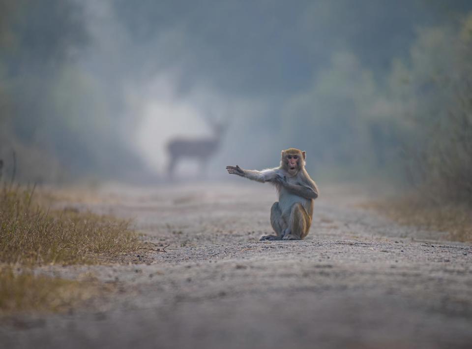 "Look Right, Bro" by Pratick Mondal