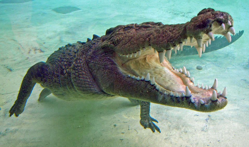 Das Leistenkrokodil, oder auch Salzwasserkrokodil, ist für Menschen das gefährlichste Krokodil. Doch das gefährlichste Reptil ist ein anderes. Foto: Symbolbild / gettyimages / Photo by Bill Birtwhistle