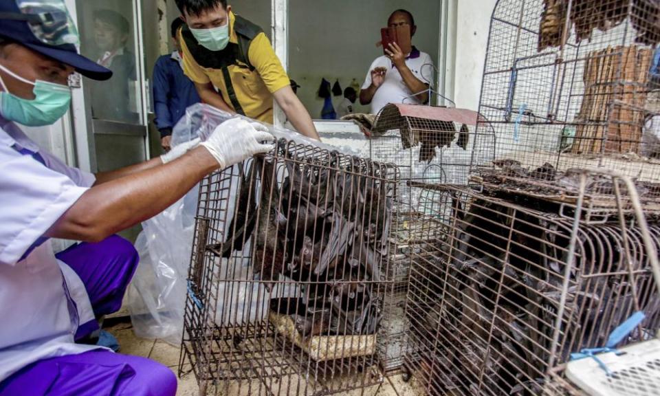 Health officials inspect bats to be confiscated in the wake of coronavirus outbreak at a live animal market in Solo, Central Java, Indonesia.