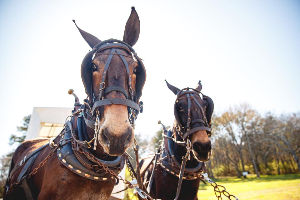 Two mules stand attached to the wagon of Phillip Brasfield in Maury County Park in Columbia, Tenn. on Mar. 29, 2023. Mule Day is an annual event in its 49th year that celebrates Columbia's history as a world renowned mule trading post.