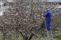 German pensioner Volker Kraft uses a stepear ladder as he decorates an apple tree with Easter eggs in the garden of his summerhouse, in the eastern German town of Saalfeld, March 19, 2014. Each year since 1965 Volker and his wife Christa spend up to two weeks decorating the tree with their collection of 10,000 colourful hand-painted Easter eggs in time for Easter celebrations. REUTERS/Fabrizio Bensch