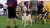 Ghost, a Norwegian buhund, competes at the Westminster Kennel Club dog show in New York on Sunday, Feb. 9, 2020. Ghost is also a therapy dog that makes weekly visits to a Delaware hospital with his owner, Patricia Faye Adcox. (AP Photo/Jennifer Peltz)