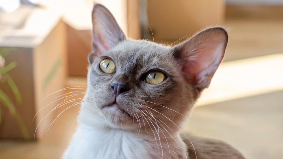 Burmese cat