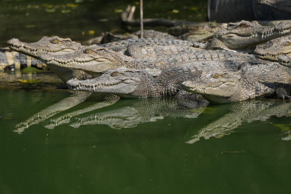 Siamese crocodile are seen at Siracha Moda Farm in Chonburi province, eastern Thailand on Nov. 7, 2022. Crocodile farmers in Thailand are suggesting a novel approach to saving the country’s dwindling number of endangered wild crocodiles. They want to relax regulations on cross-border trade of the reptiles and their parts to boost demand for products made from ones raised in captivity. (AP Photo/Sakchai Lalit)
