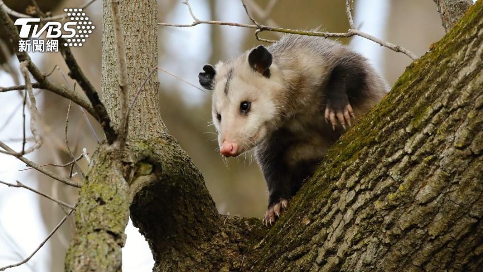 負鼠常出現在樹上等離地面較遠的高處。（示意圖／Shutterstock達志影像）