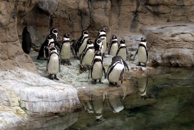 <p>JMichael-Photography/Getty Images</p><p> </p> Stock image of penguins at the zoo