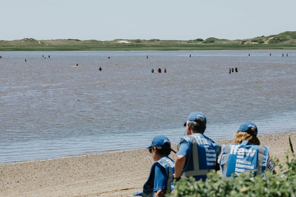 Wildlife rescuers attempt to herd dolphins out of shallow waters after more than 100 dolphins got stranded near Wellfleet, Massachusetts, on June 28, 2024.