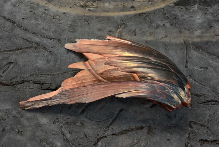 <p>Hematite “wing,” Academy of Natural Sciences, Drexel University, Philadelpia. (Photograph by Rosamond Purcell/Courtesy of BOND/360) </p>