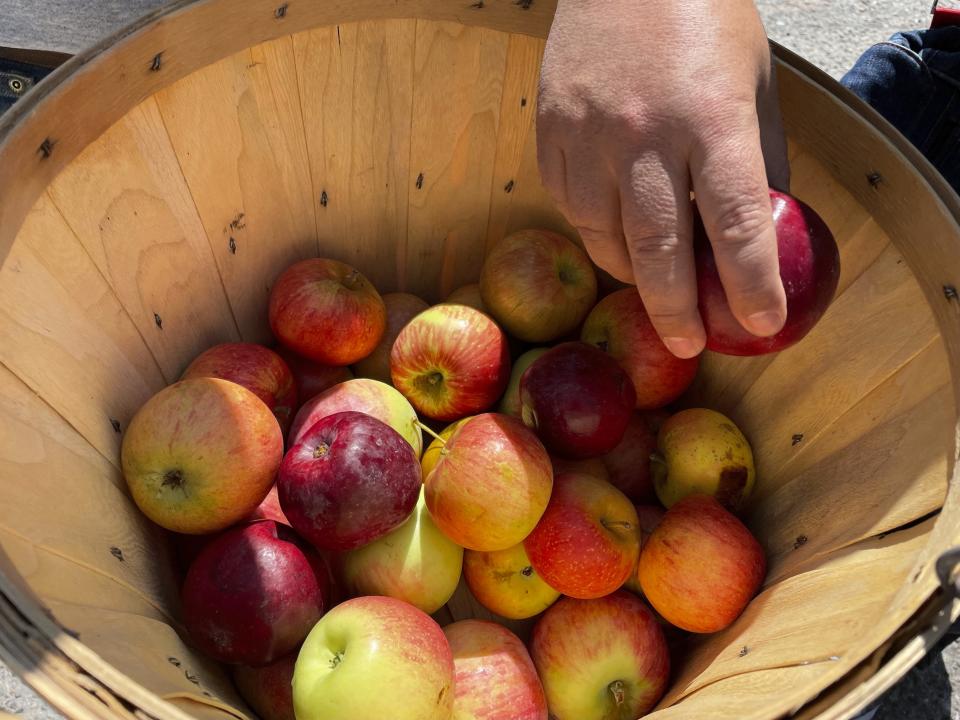 This Aug. 31, 2021 photo shows apples grown at an orchard near Abiquiu, New Mexico. Farmers in the valley who rely on traditional irrigation systems known as acequias say they are facing more pressure amid persistent drought and warmer temperatures. (AP Photo/Susan Montoya Bryan)