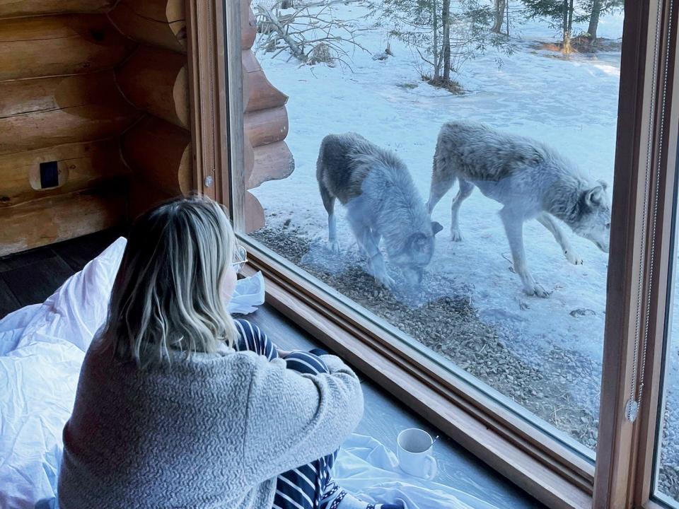 The writer sits on a pink mattress and watches two wolves sniffing a snow-covered ground in front of pine trees and blue sky