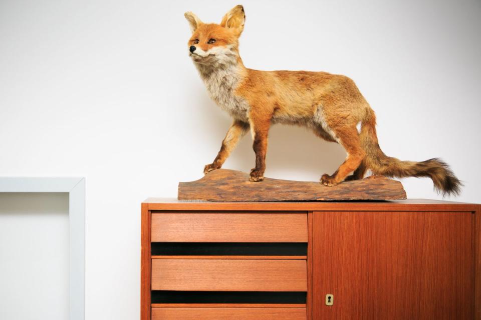 There's lots and lots of taxidermy.