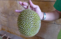 Known as Jin Feng or Golden Phoenix, this durian has a light green to greyish brown husk. The Jin Feng can be distinguished by its small and round thorns that converge at the base of the fruit. (Photo by: Erin Kimbrell/Yahoo Singapore)