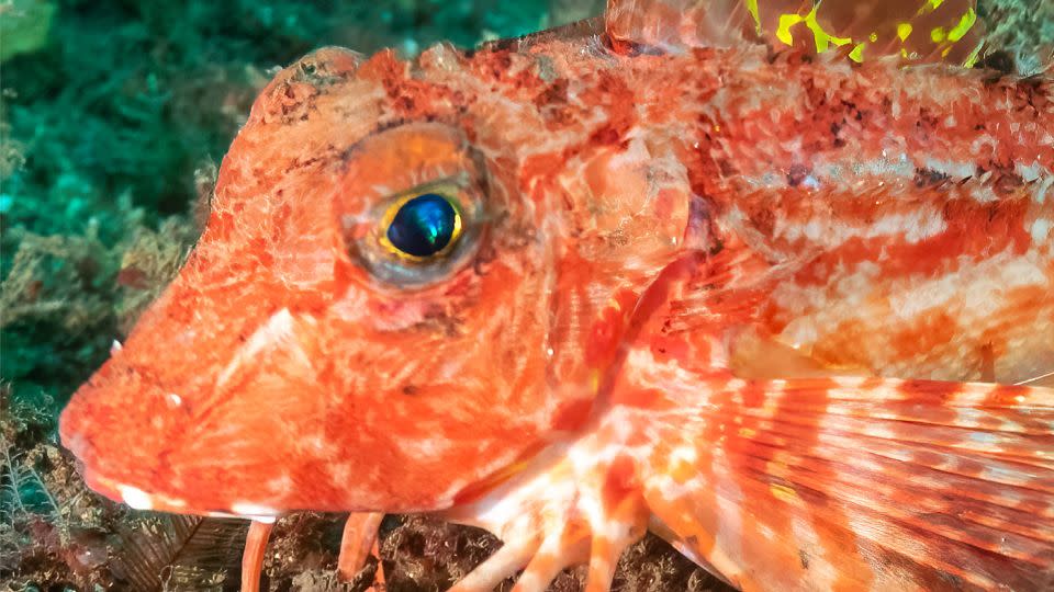 Sea robins have delicate fins resembling the wings of a bird. - Mike Jones