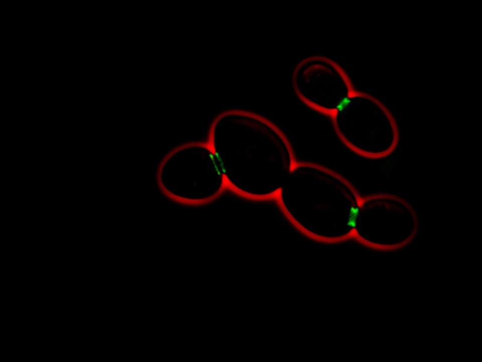 <span class="caption">Les levures Saccharomyces cerevisiae, ici en cours de division, sont capables de transmettre ou non des éléments de leur mémoire à leur descendance selon la présence de barrière empêchant leur diffusion (en vert, la septine est impliquée dans la constitution de ces barrières).</span> <span class="attribution"><span class="source">Ultrabem.com/Flickr</span></span>