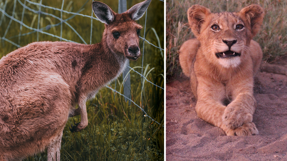 Right - a kangaroo against a fence. Right - a lion cub looks to camera.