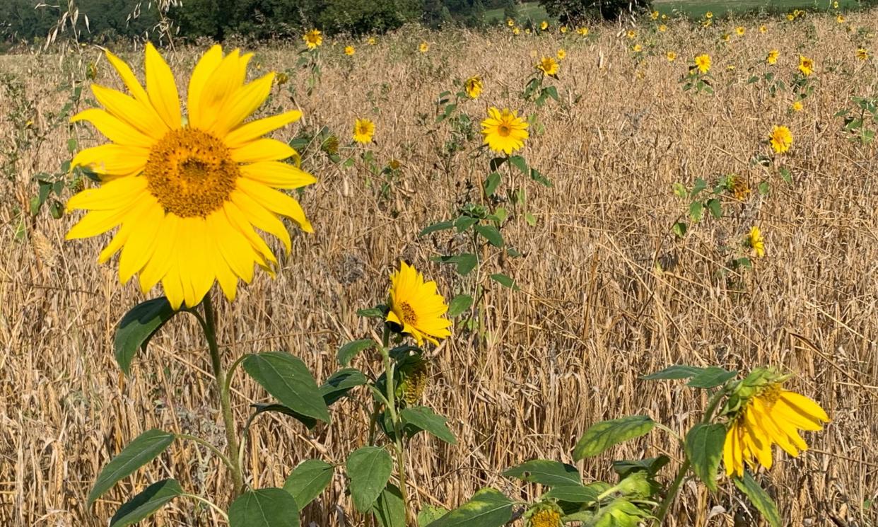 <span>‘Glorious sunflowers, seeds packed into their heads with Fibonacci precision.’</span><span>Photograph: Kate Blincoe</span>