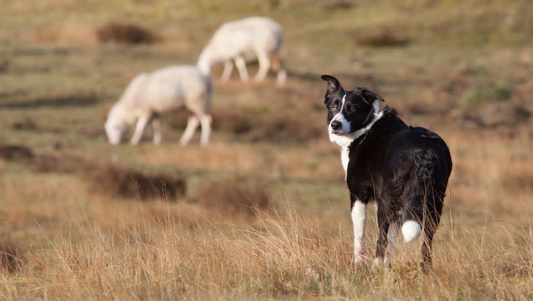 Georgia Sheepdog Fights, Kills 8 Coyotes